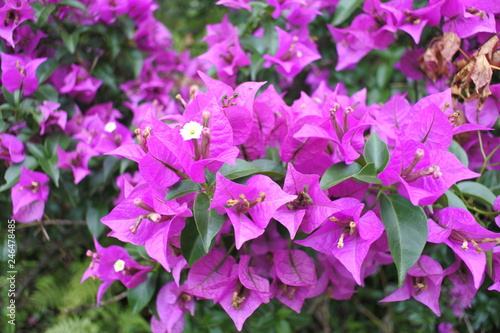 Flowers in a park