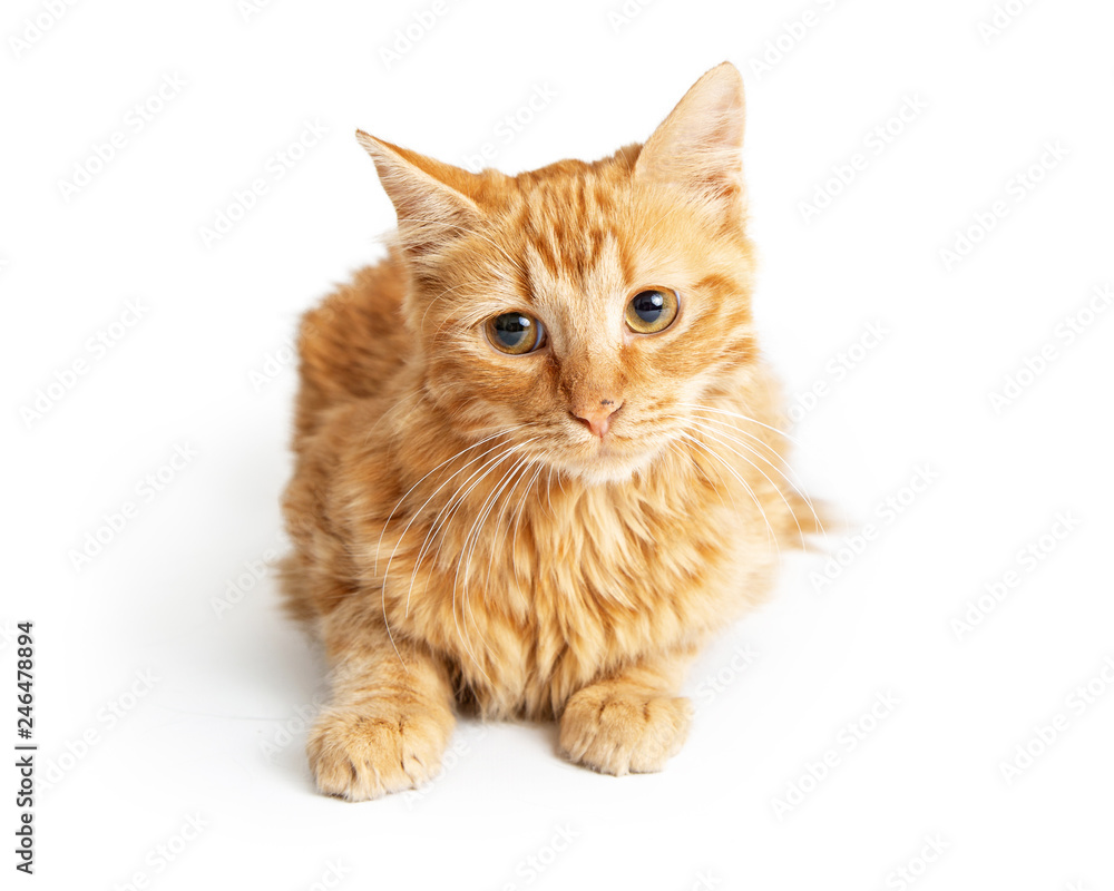 Orange Tabby Cat Tilting Head