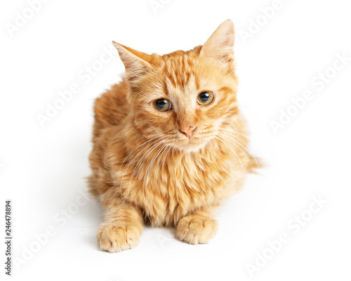 Orange Tabby Cat Tilting Head