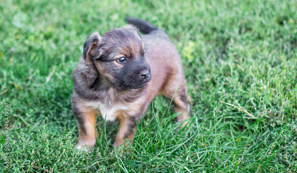A small puppy on a background of green grass. Portrait of a small dog_
