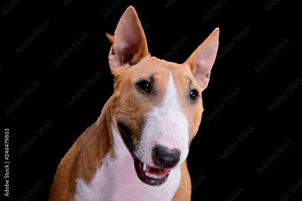 Portrait of an adorable Mini Bull terrier Portrait of an adorable Mini Bull terrier