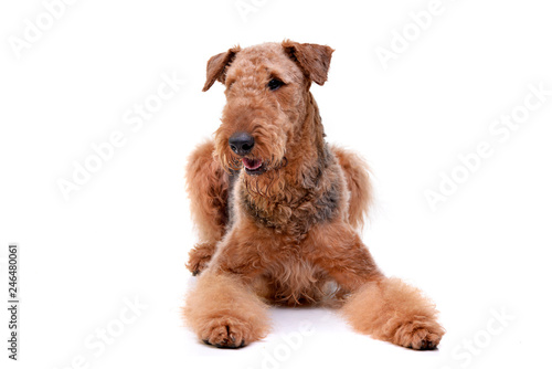 Fotografie Studio shot of an adorable Airedale terrier