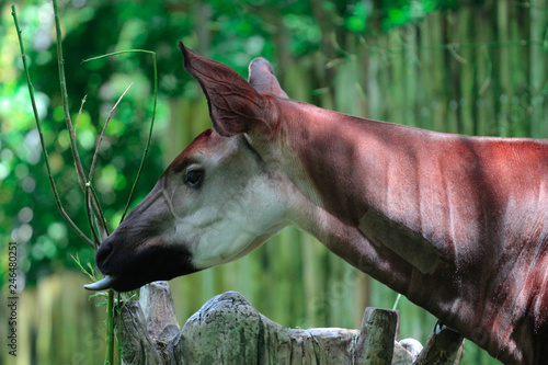 Portrait of an Okapi