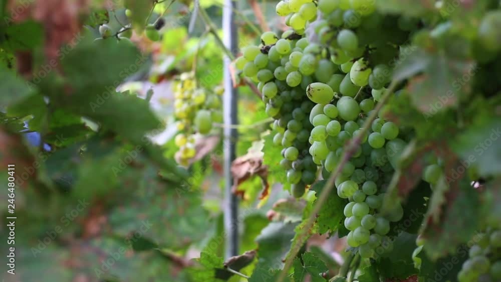 Senior hand shows bunch of ripe grapes in the garden Senior hand shows bunch of ripe grapes in the garden