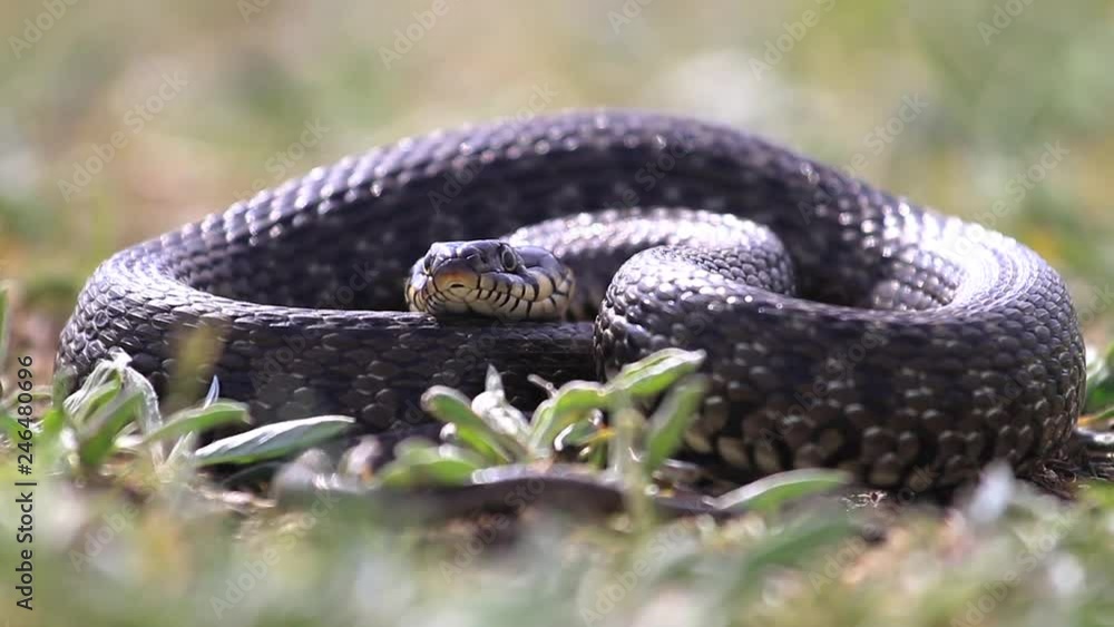 big snake lies sticking out the forked tongue big snake lies sticking out the forked tongue