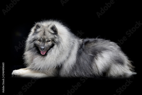 Obraz na płótnie Studio shot of an adorable wolf spitz w salonie