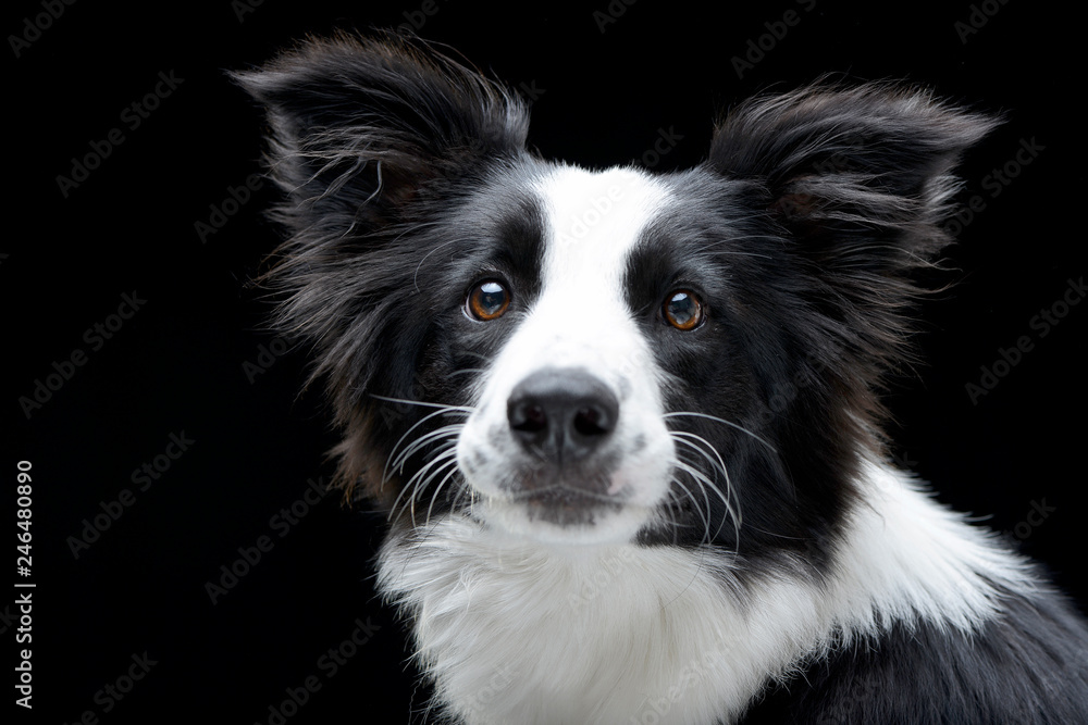 Portrait of an adorable Border Collie