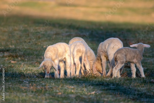 junge Schafe in Xanten
