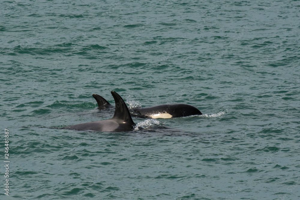Fototapeta premium Orca Patagonia , Argentina
