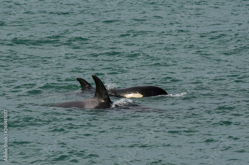 Orca Patagonia   Argentina