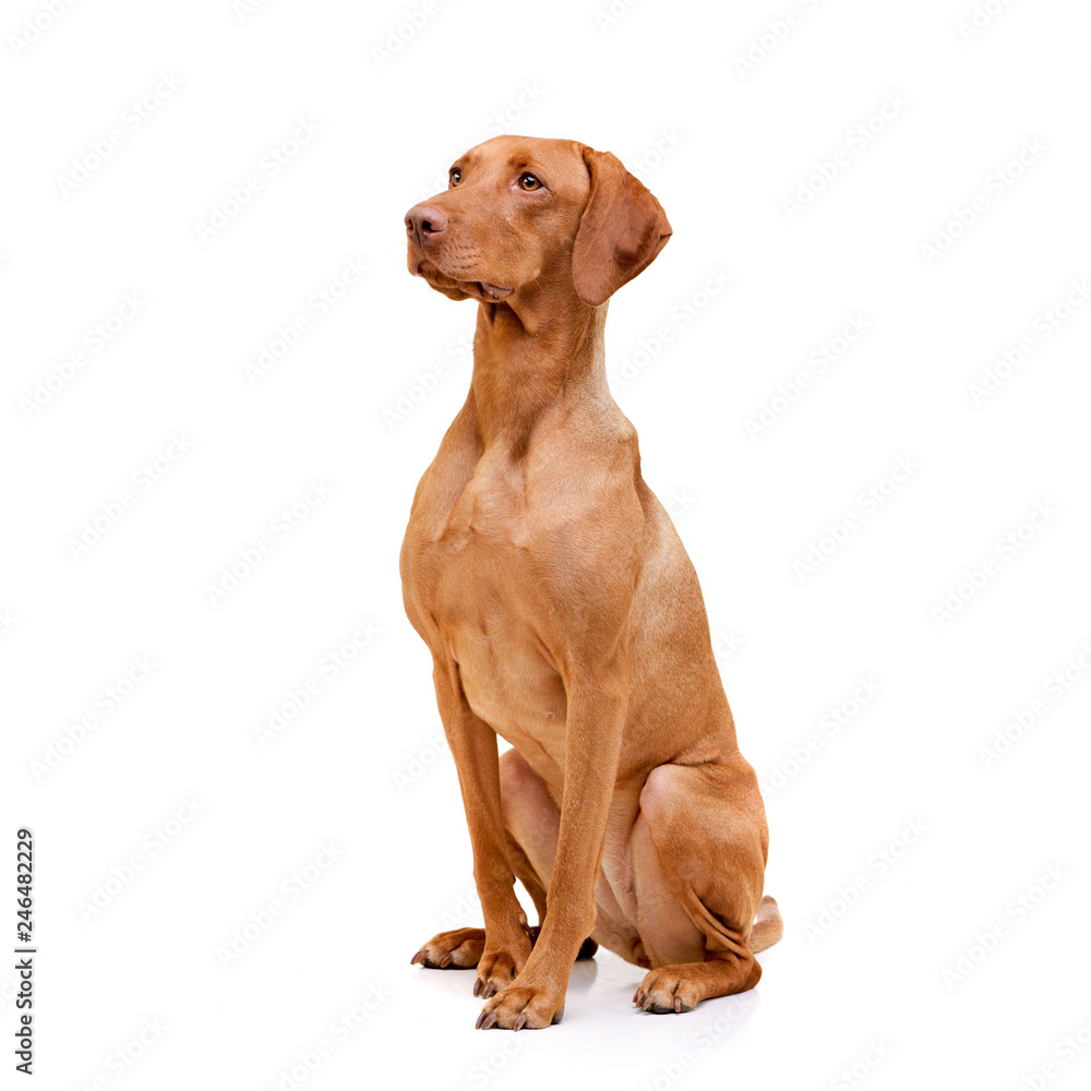 Studio shot of an adorable hungarian vizsla (magyar vizsla)