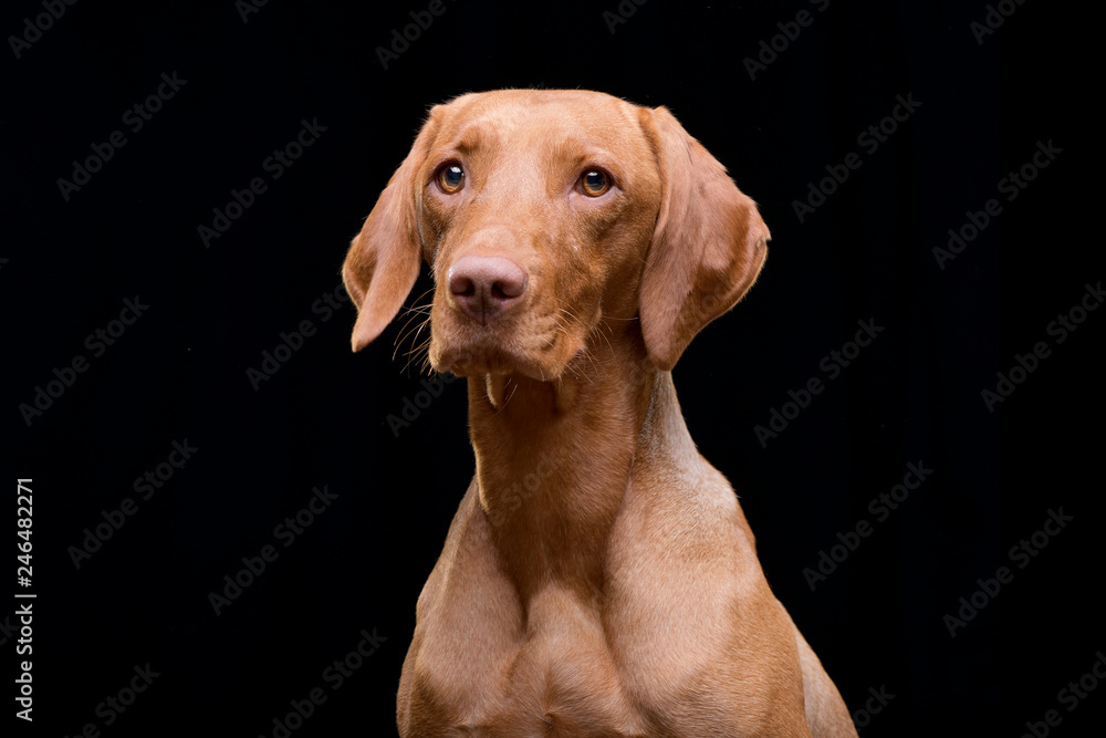 Portrait of an adorable hungarian vizsla (magyar vizsla) Portrait of an adorable hungarian vizsla (magyar vizsla)