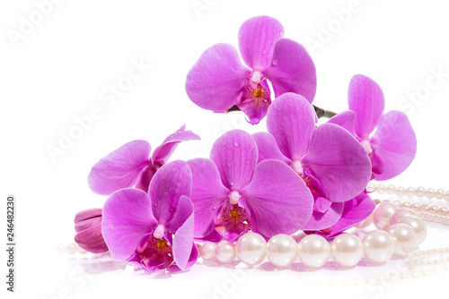 Orchid. A branch of pink orchids and pearls. Greeting card. Beautiful composition. Isolate on white background