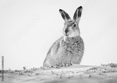 Mountain hare B&W