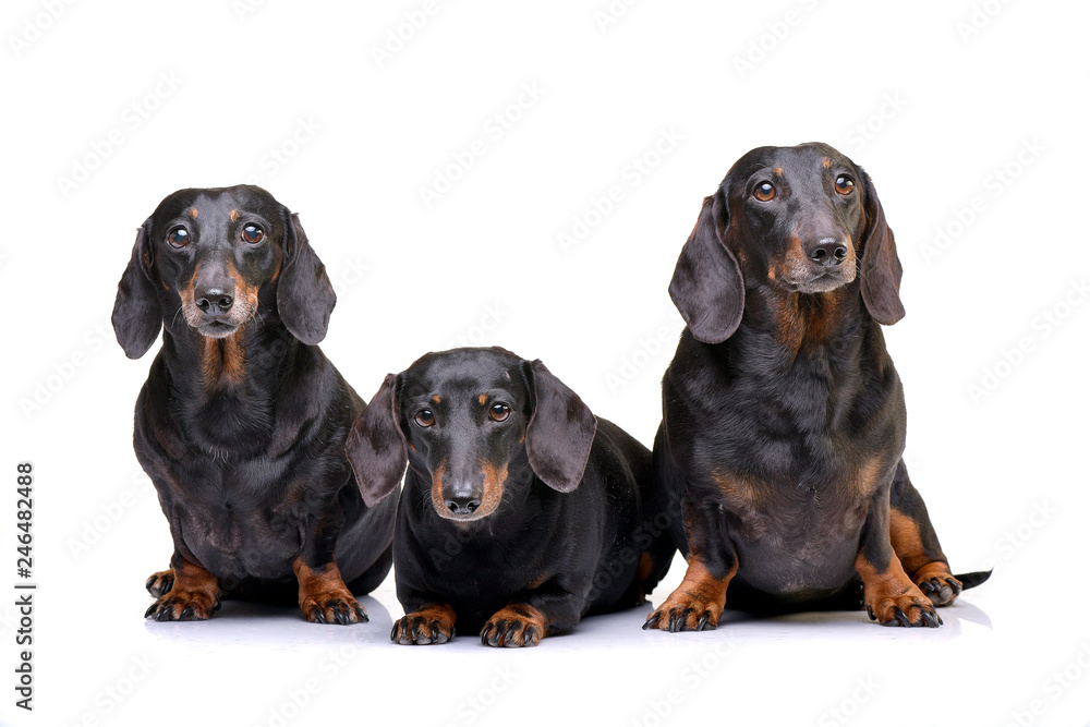 Fototapeta Studio shot of three adorable short hair black and tan dachshund