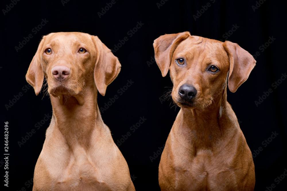 Studio shot of an adorable hungarian vizsla and a mixed breed dog Studio shot of an adorable hungarian vizsla and a mixed breed dog