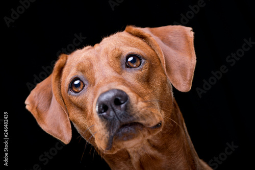 Portrait of an adorable mixed breed dog