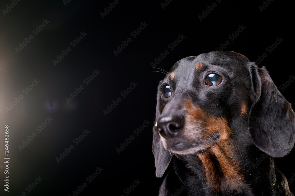 Portrait of an adorable short hair black and tan dachshund Portrait of an adorable short hair black and tan dachshund