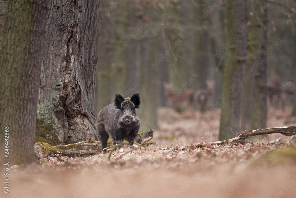 wild boar, sus scrofa, Czech republic wild boar, sus scrofa, Czech republic