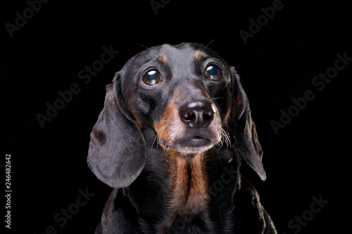 Portrait of an adorable short hair black and tan dachshund