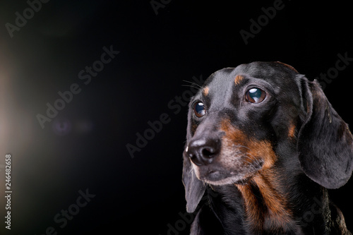 Portrait of an adorable short hair black and tan dachshund © kisscsanad