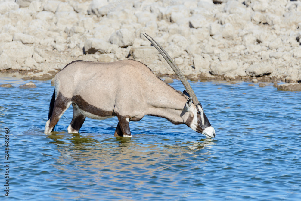 Wild oryx antelope in the African savannah
