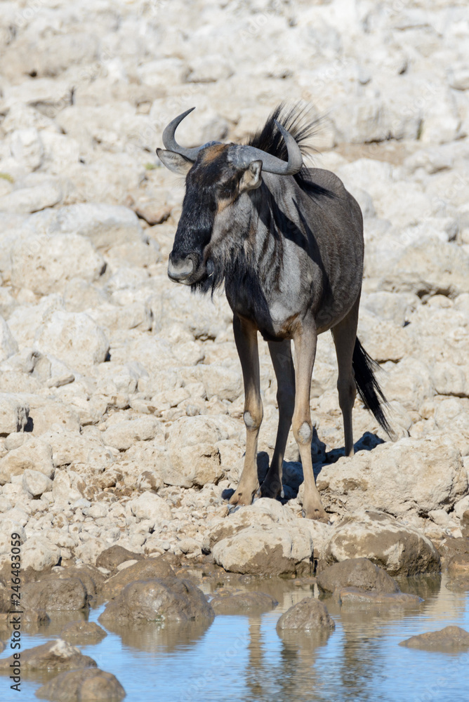 Wild gnu antelope in in African national park Wild gnu antelope in in African national park