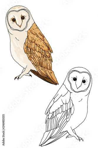 Hand drawn beautiful barn owl