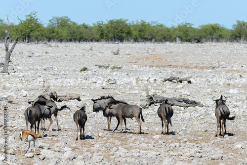 Fototapeta Naklejka Na Ścianę i Meble -  Wild gnu antelope in in African national park