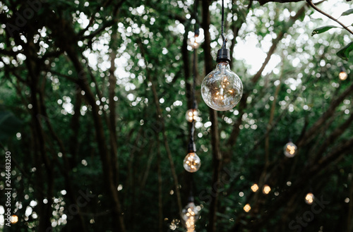 Decorative outdoor string lights hanging on tree in the garden at night time