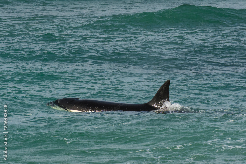 Naklejka premium Orca Patagonia , Argentina