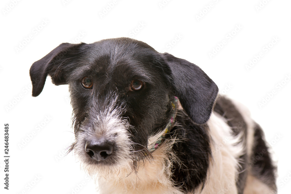 Portrait of an adorable mixed breed dog