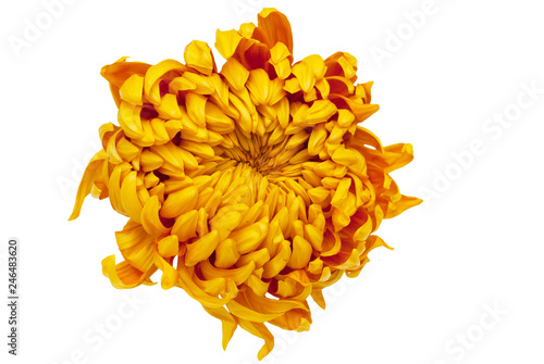 Yellow, golden chrisantemum flower head. Summer flower isolated. Design element.  photo