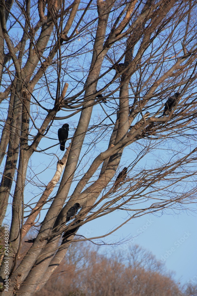 Crows are said to be the most intelligent among birds. Crows are said to be the most intelligent among birds.