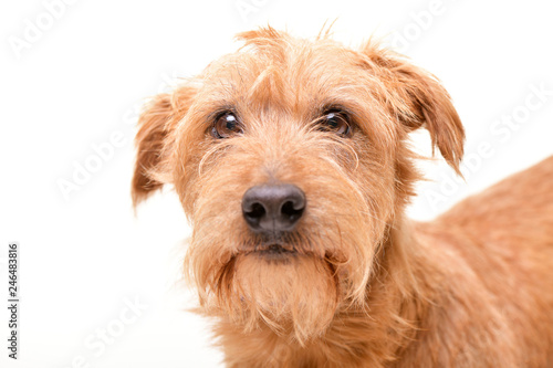 Portrait of an adorable mixed breed dog