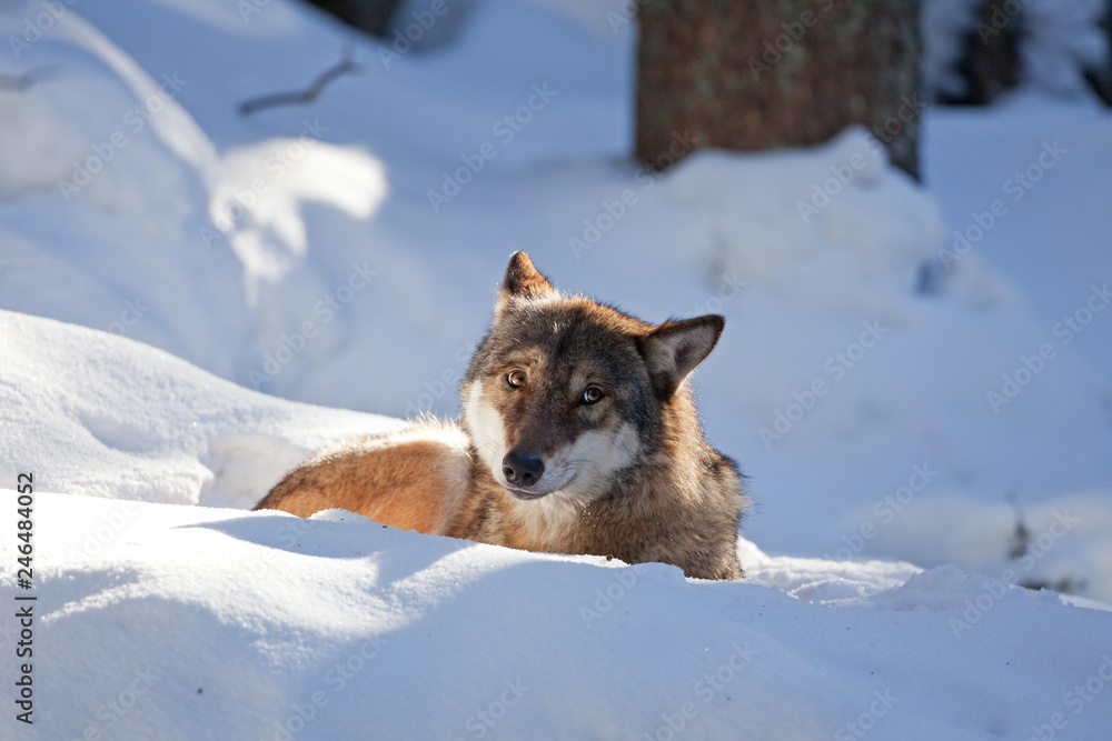 Fototapeta premium gray wolf, grey wolf, canis lupus