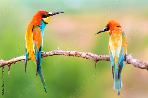pair of beautiful colorful birds sitting on a branch