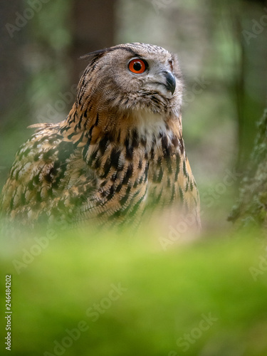 Eurasian eagle-owl (Bubo Bubo) in forest on the ground. Eurasian eagle owl sitting under the tree.