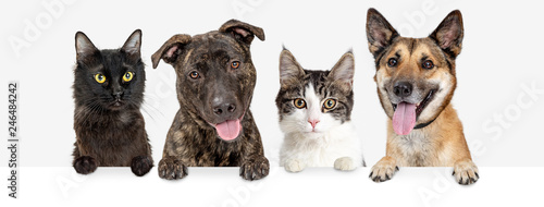 Row of Cats and Dogs Hanging Over White Web Banner