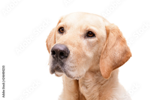 Portrait of an adorable Golden retriever © kisscsanad