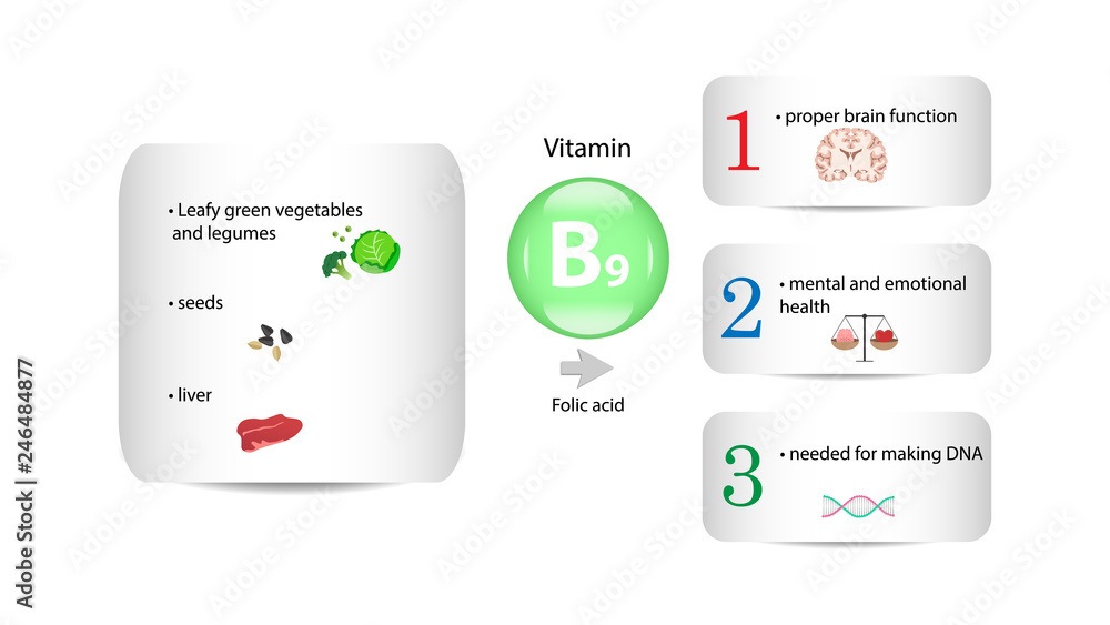 Vitamin B9 vector design. Vitamin B9 function and sources. Folic acid
