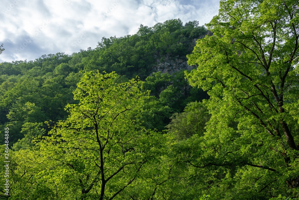 High cliffs with a thick green forest on the slopes.