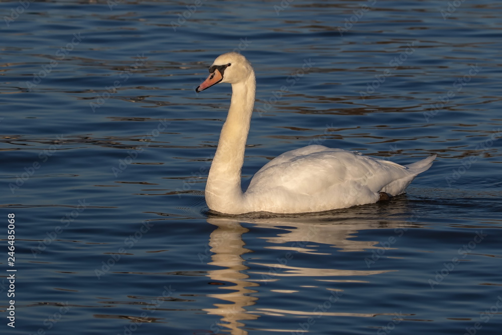 Höckerschwan an der Fähre Hitdorf Langel Höckerschwan an der Fähre Hitdorf Langel
