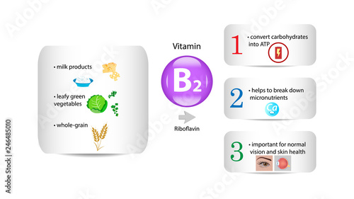 Vitamin B2 vector design. Vitamin B2 function and sources. Riboflavin