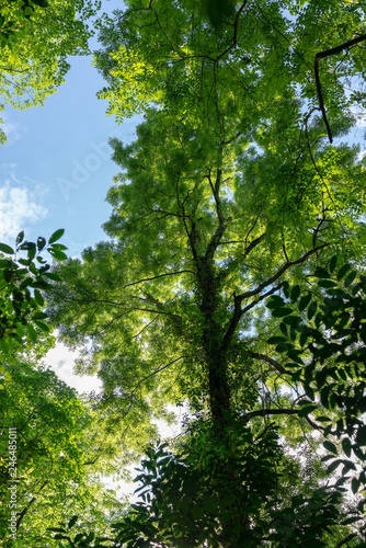 Tall trees with green foliage against the blue sky