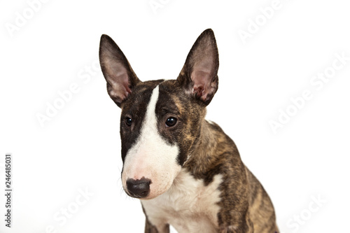 Dog breed mini bull terrier portrait on a white background © annatronova