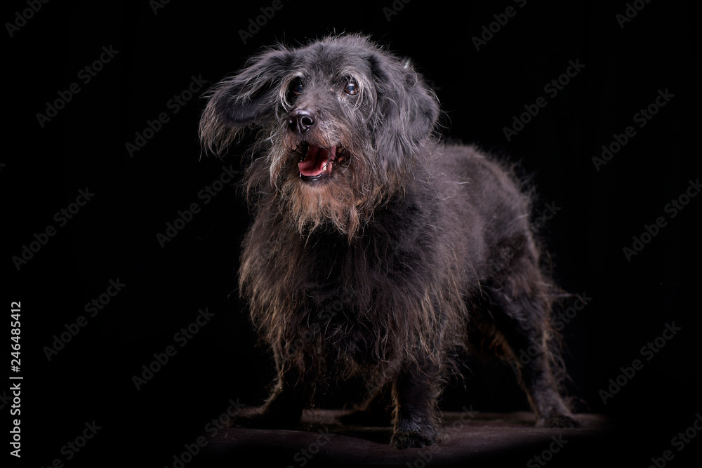 Studio shot of an adorable mixed breed dog Studio shot of an adorable mixed breed dog