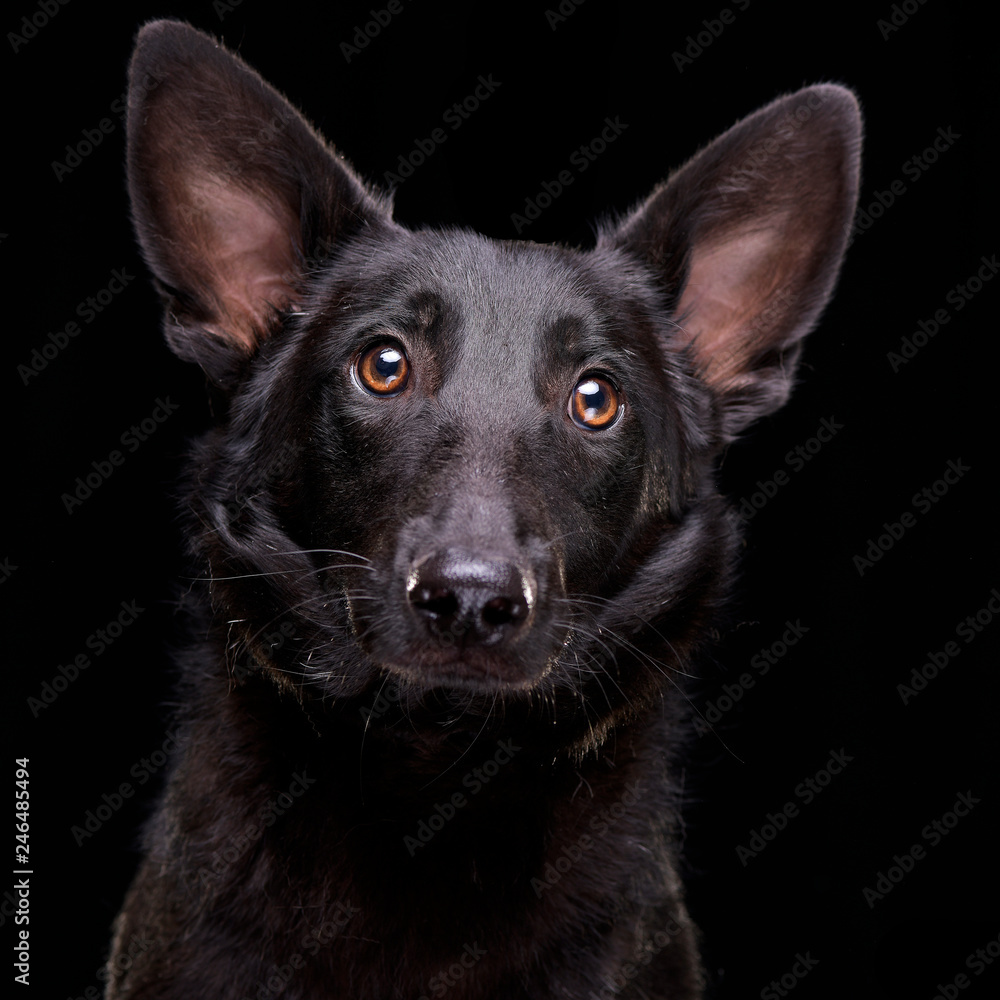 Portrait of an adorable mixed breed dog