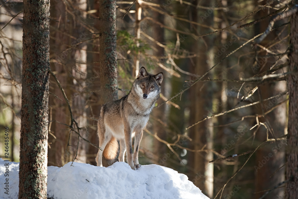 Naklejka premium gray wolf, grey wolf, canis lupus