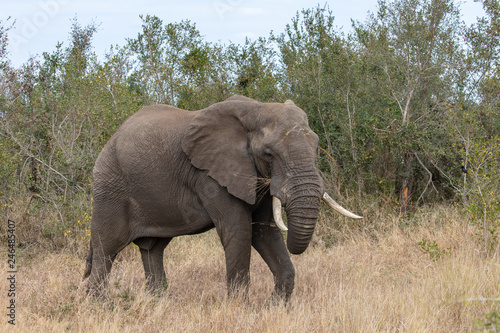 Elefant 56
